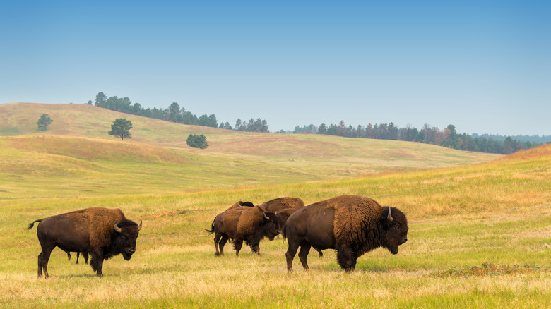 Bison standing on the fields of the Black Hills in South Dakota