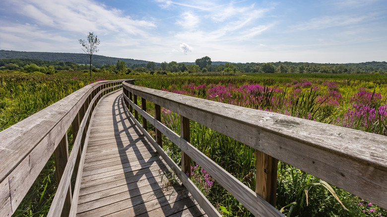 Boardwalk on the AT in the Great Swamp of Pawling, New York