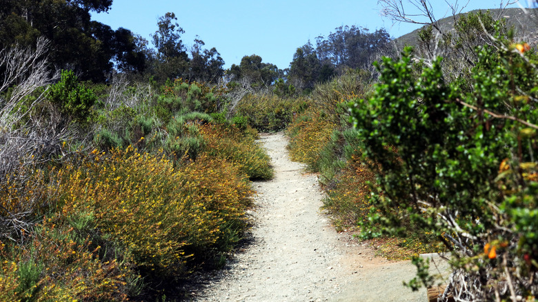 A trail near Black Hill at Morro Bay State Park