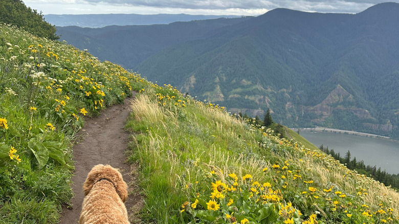 A goldendoodle walks on the Dog Mountain Trail in Washington