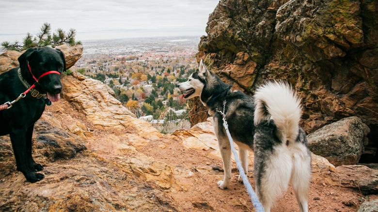 Dogs hike in the mountains near Boulder, Colorado
