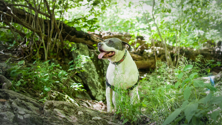 A dog in the woods at Shenandoah National Park