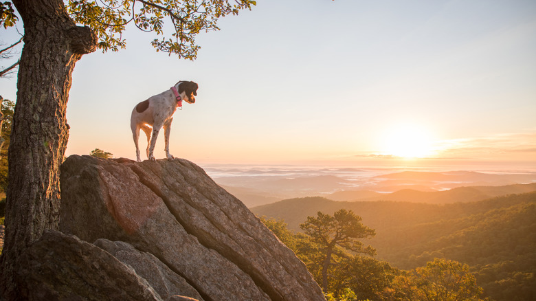 A dog watches the sunrise in Shenandoah National Park