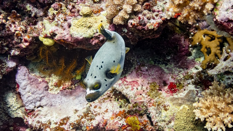 Fish in Rainbow Reef, Tavuni, Fiji