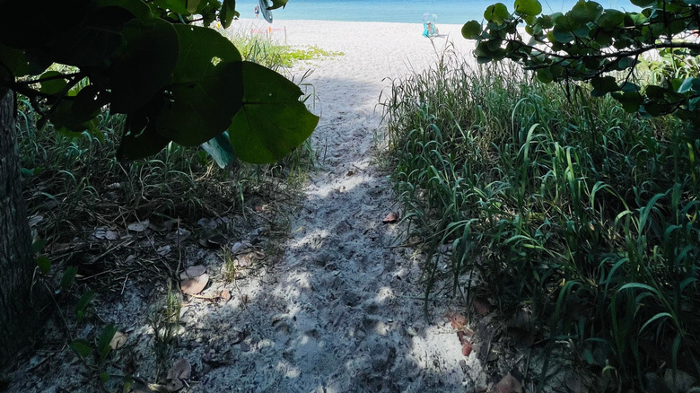 A view through the seagrapes at Delnor-Wiggins State Park