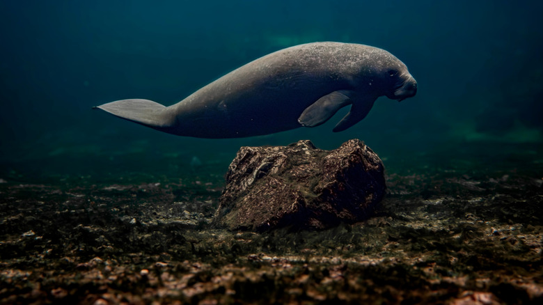 A manatee swims along the spring run at Blue Springs State Park.