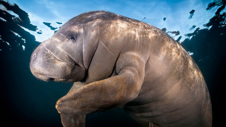 A manatee photographed at Homosassa Springs.