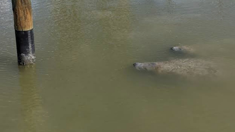 Manatees close to shore at Flamingo Marina.