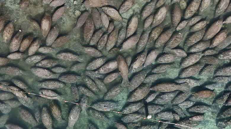 An aerial view of manatees congregating at Three Sisters Springs in Florida.