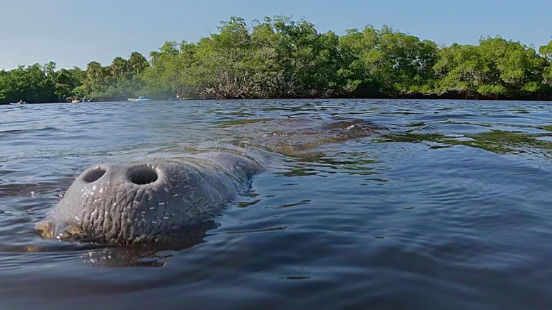 A manatee comes up for air at Lee County Manatee Park.