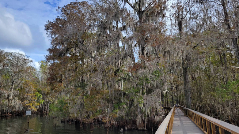 Manatee Springs State Park, near Chiefland, Florida.