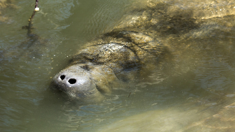 A manatee with its nose above the surface at Merritt Island National Wildlife Refuge.