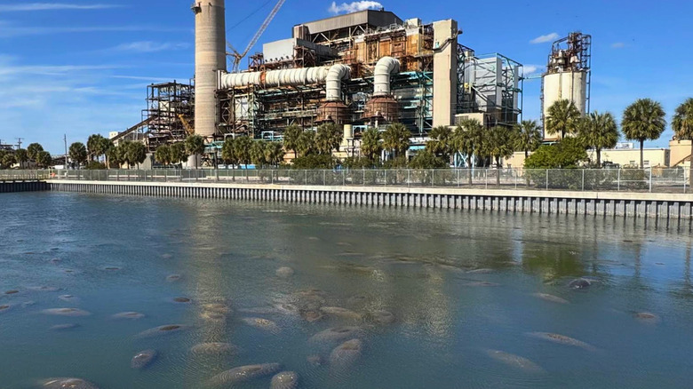The power station that heats the water at TECO Manatee Viewing Center, Apollo Beach.
