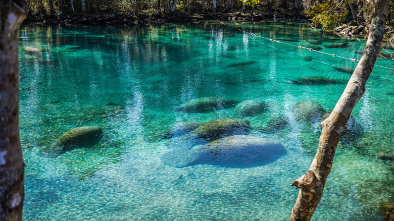 Manatees in the water at The