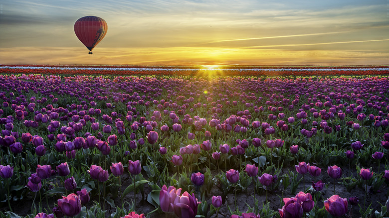 Hot air balloon over flowers