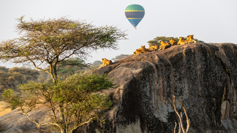 Wildlife lie on a large rock while a hot air balloon floats in the sky at Serengeti National Park