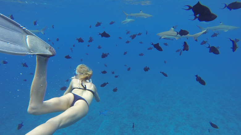 A woman snorkeling with sharks and fish in Bora-Bora.