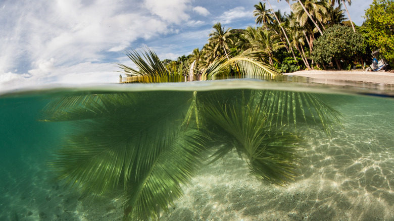 Extremely high tides have caused a coconut tree to fall into the sea on Kadavu Island.
