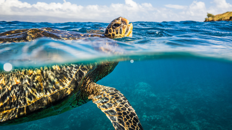 A green sea turtle taking a breath on the surface of the ocean at Maui, Hawaii.