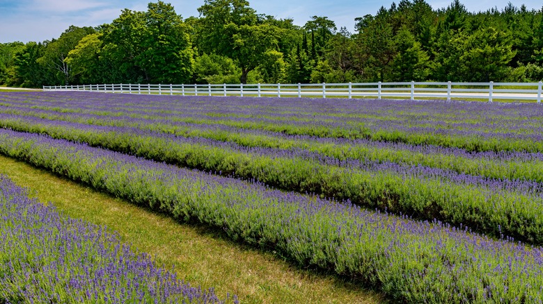 Lavender farm on Washington Island