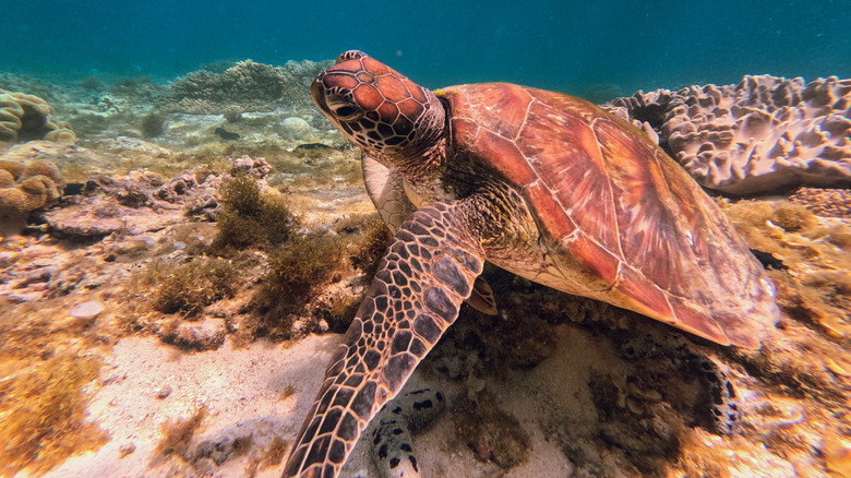 Green sea turtle in the waters of Apo Island