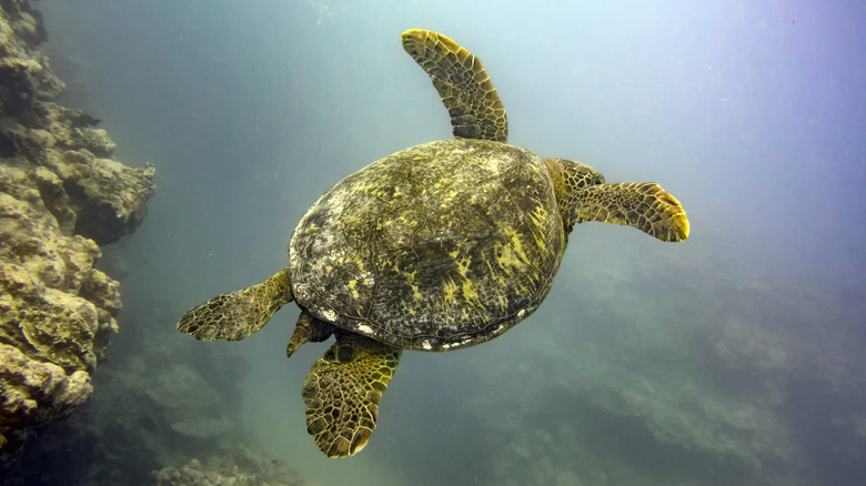 Green turtle in Cook Island