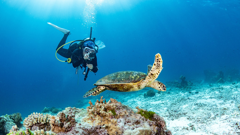 A scuba diver with a sea turtle