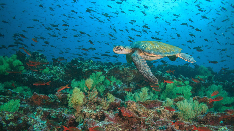 Sea turtle in the Galapagos Islands