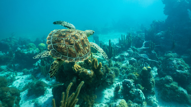 An adult green sea turtle in Turks and Caicos