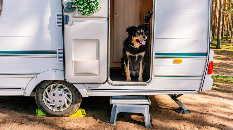 Black dog in the doorway of a small RV in the forest