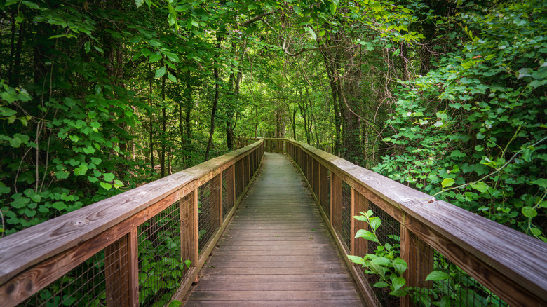 The Boardwalk Trail at Congaree National Park.