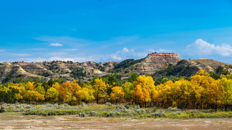 Fall foliage in Theodore Roosevelt National Park.