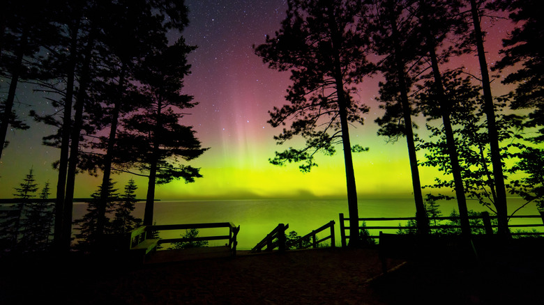 Dark pines silhouetted by yelow, green and pink of the aurora borealis at Miners Beach