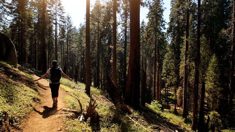 Woman hiking in forest