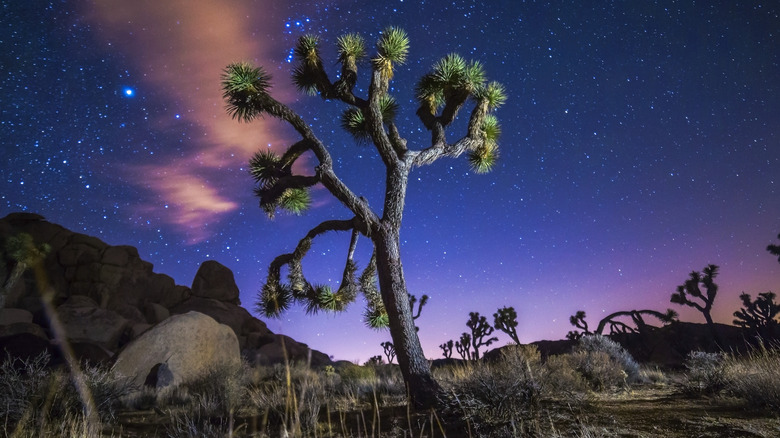 Joshua Tree National Park