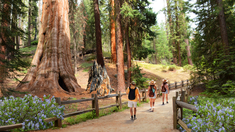hikers in Sequoia & Kings NP