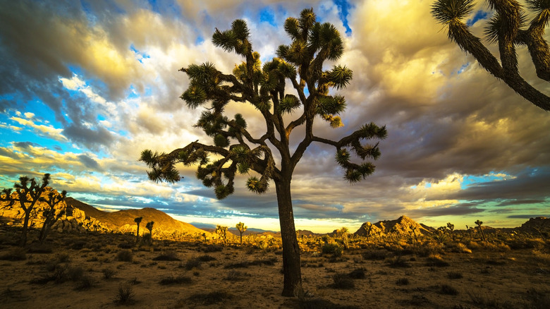 Overcast skies at Joshua Tree National Park