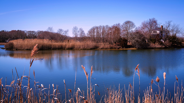 Marshland along a body of water at the Salt Harbor Meadow National Wildlife Refuge