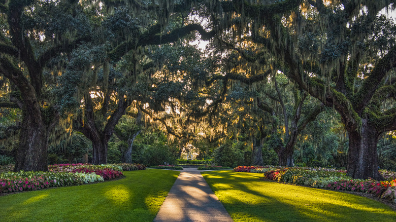 Tree-lined path in Brookgreen Gardens, Myrtle Beach