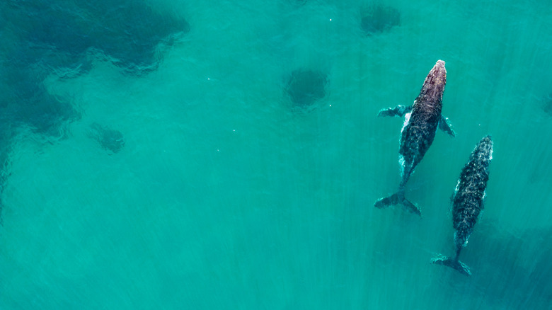 A pair of migrating humpbacks near Byron Bay, NSW.