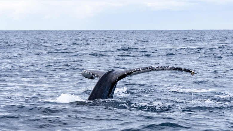 A humpback's tail at Coffs Harbour, NSW.