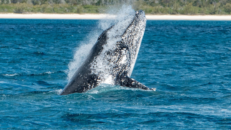 A humpback breaching the surface near Fraser Island (K'gari).