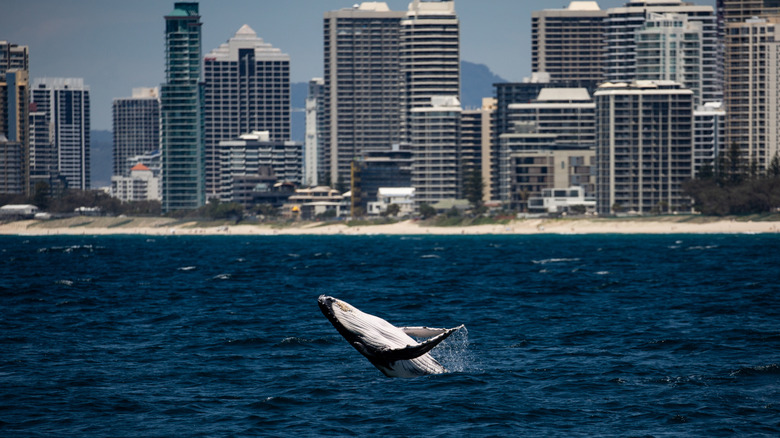 A whale breaches the water not far from the shore of the Gold Coast, Queensland.