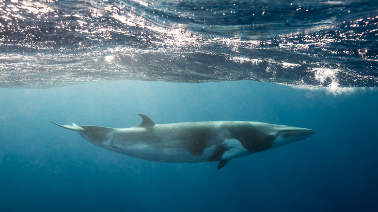 A dwarf minke whale just beneath the surface on the Great Barrier Reef