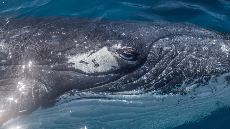 A closeup of a whale in the shallow waters at Hervey Bay, Queensland.