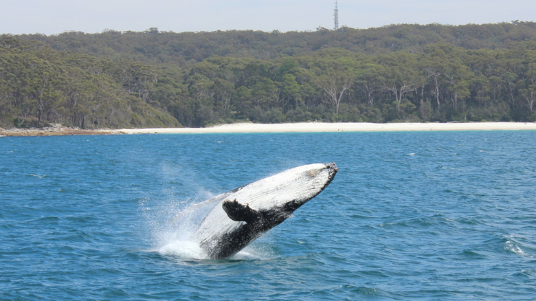 A calf breaches the water inside Jervis Bay, NSW.