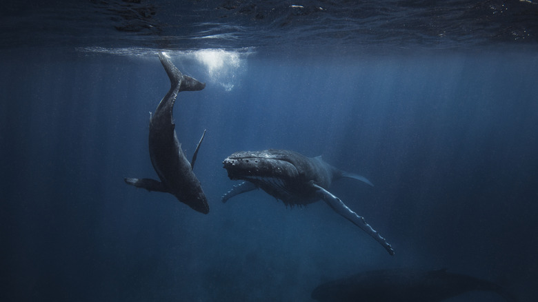 A mother and her calf beneath the surface.