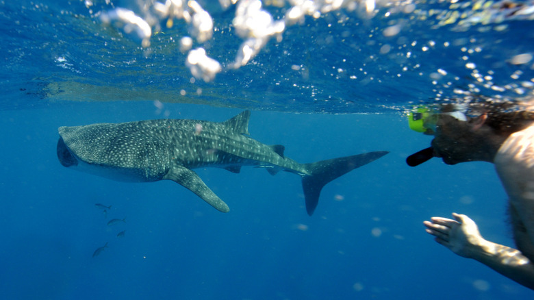 Snorkeling with a whale shark on Ningaloo Reef, WA