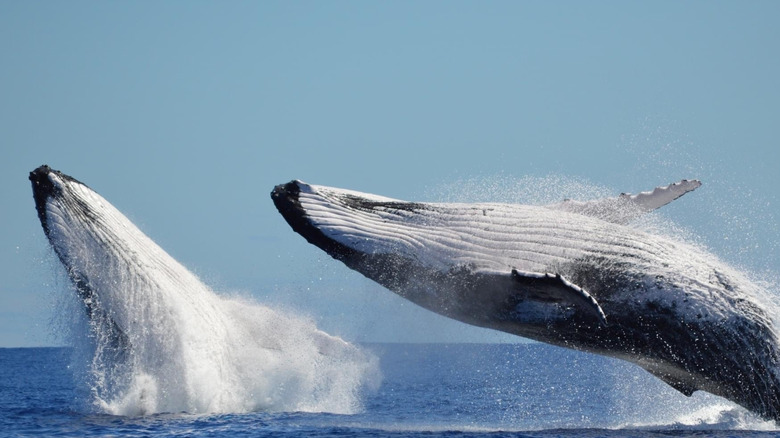 Two whales breaching the water off the beach at Sunshine Coast, Queensland.