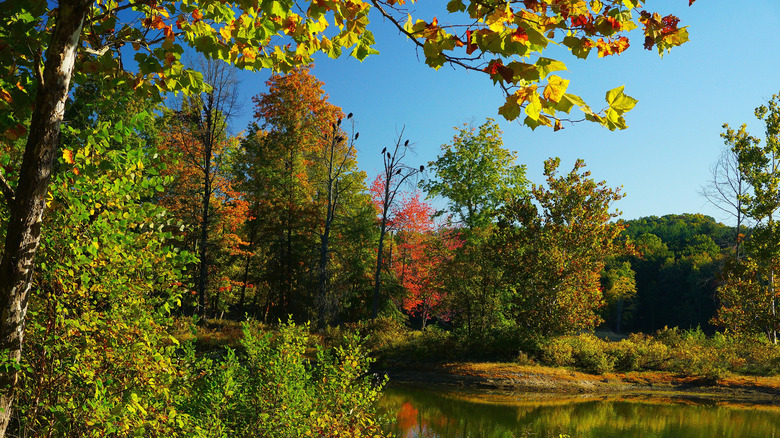 Woods by a lake in changing fall colors
